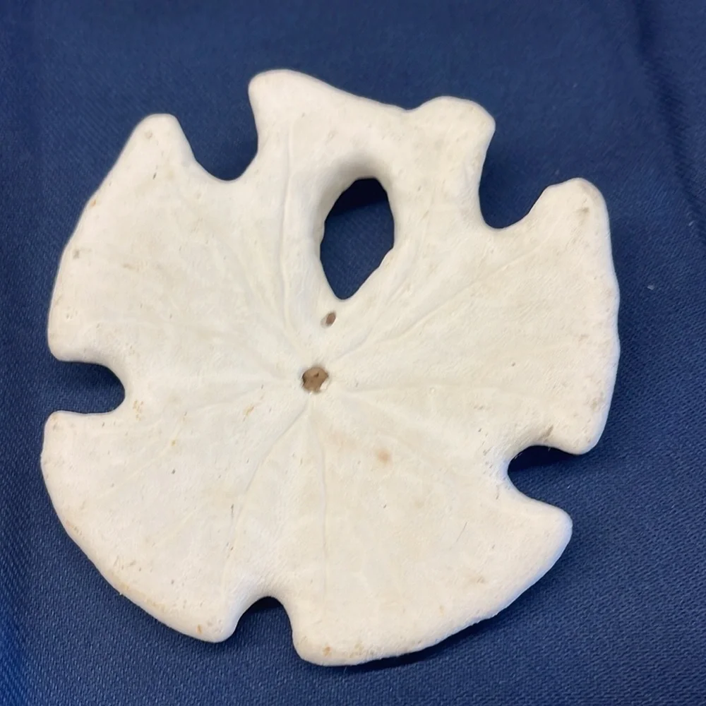 Shells Mexican arrow head beach sand dollars